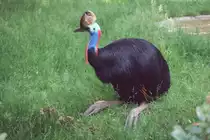 Helmkasuar (Casuarius casuarius) am 1.6.1992 im Zoo Berlin.