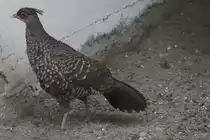 Weiblicher Nepalfasan (Lophura leucomelanos leucomelanos) am 14.4.2010 im Vogelpark Dielheim-Balzfeld.