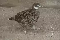 Weiblicher Himalayaglanzfasan oder auch K�nigsglanzfasan (Lophophorus impejanus) am 14.4.2010 im Vogelpark Dielheim-Balzfeld.