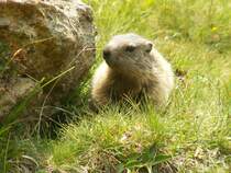 Z�ge sind einfacher zu fotografieren als Tiere - Zumindestens weil sich die Z�ge, die ich fotografiere sich relativ vorausschaubar bewegen. Bei einem Murmeltier, das wild in den S�dtiroler Alpen lebt und nicht an Wanderer und Fotografen gew�hnt ist, gestaltet sich die Sache doch schon schwieriger. Denn bei der kleinsten Bewegung ert�nt ein Pfiff und alle Murmeltiere sind sofort verschwunden. Aber der Fotograf hatte Zeit und legte sich 10 Minuten vor ein Loch und wartete... Und sieh da, ein Murmeltier lie� sich blicken und verschwand erst wieder als der Fotograf �ber die Diestel fluchte, in die er beim Versuch sich abzust�tzen reinfasste. 