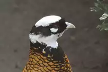 Kopfansicht eines m�nnlichen K�nigsfasans (Syrmaticus reevesii). Vogelpark Dielheim-Balzfeld am 14.4.2010.