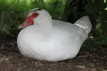 Wei�e Warzenente am 14.4.2010 im Vogelpark Dielheim-Balzfeld.