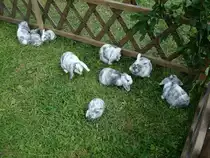 Echte Kuschelhasen, gesehen im Schwarzwald,
Aug.2010