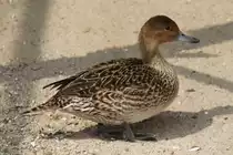 Spie�ente ♀ (Anas acuta) am 14.4.2010 im Vogelpark Dielheim-Balzfeld.