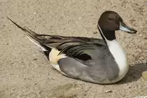 Spie�ente ♂ (Anas acuta) am 14.4.2010 im Vogelpark Dielheim-Balzfeld.