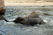 Junge afrikanische Elefanten