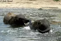 Junge afrikanische Elefanten