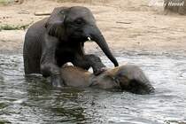 Junge afrikanische Elefanten