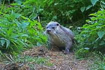 Europ�ischer Fischotter - im Wildpark Schorfheide
19.09.2009