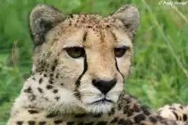 Gepard