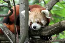 Kleiner Panda (Katzenb�r)