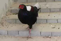 Swinhoefasan ♂ (Lophura swinhoii) am 14.4.2010 im Vogelpark Dielheim-Balzfeld.