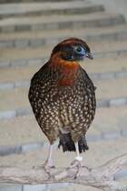 Temmincktragopan (Tragopan temminckii) am 14.4.2010 im Vogelpark Dielheim-Balzfeld.