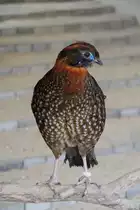 Temmincktragopan (Tragopan temminckii) am 14.4.2010 im Vogelpark Dielheim-Balzfeld.