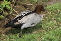 Mhnenente oder auch Mhnengans (Chenonetta jubata) am 14.4.2010 im Vogelpark Dielheim-Balzfeld.