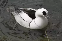 Zwergs�ger ♂ (Mergellus albellus) am 14.4.2010 im Vogelpark Dielheim-Balzfeld.