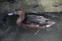 Peposakaente ♀ (Netta peposaca) am 14.4.2010 im Vogelpark Dielheim-Balzfeld.