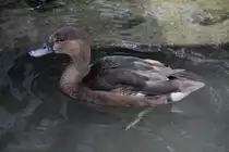 Peposakaente ♀ (Netta peposaca) am 14.4.2010 im Vogelpark Dielheim-Balzfeld.