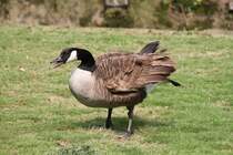 Schimpfende Kanadagans (Branta canadensis) am 14.4.2010 im Vogelpark Dielheim-Balzfeld.