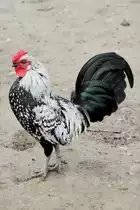 Sebright am 14.4.2010 im Vogelpark Dielheim-Balzfeld.