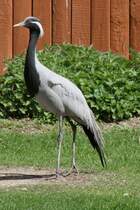 Jungfernkranich (Anthropoides virgo) am 26.4.2010 im Vogelpark Karlsdorf-Neuthard.