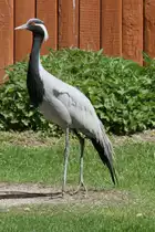 Jungfernkranich (Anthropoides virgo) am 26.4.2010 im Vogelpark Karlsdorf-Neuthard.