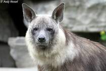 Schabrackenhyne oder auch Braune Hyne genannt.