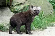 Mittlerweile fast 3 Monate (geb. 25.06.2010) alt ist diese T�pfelhy�ne. Langsam kann man �nderungen des Fells erkennen.