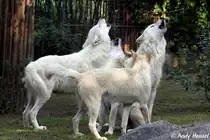  Heulkonzert  bei den Polarw�lfen