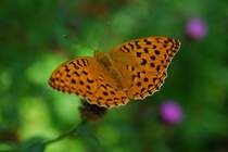 Ein Kaisermantel - Argynnis Paphya in Schwarzwald !