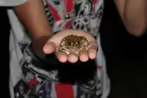 Einer der Fr�sche im Hotel auf Madeira