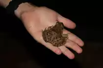 Einer der Fr�sche im Hotel auf Madeira