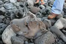 Ein Rochen welcher ein Angeler auf Madeira gefangen hat
Kann mir jemand bitte sagen in welche Kategorien ich dieses Bild einordnen kann ?