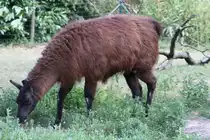 Horst, das Lama bekannt aus dem Fernsehen. Zoo Leipzig am 26.6.2010.