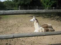 Das Foto zeigt ein Lama. Aufgenommen wurde das Bild beim Tag der offenen Tr im Saarbrcker Zoo am 12.09.2010.