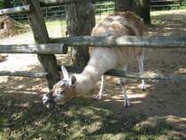Das Foto zeigt ein Lama. Aufgenommen wurde das Bild beim Tag der offenen Tr im Saarbrcker Zoo am 12.09.2010.