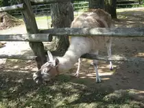 Das Foto zeigt ein Lama. Aufgenommen wurde das Bild beim Tag der offenen T�r im Saarbr�cker Zoo am 12.09.2010.