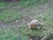 Das Foto zeigt eine Strahlen Schildkr�te Aufgenommen wurde das Bild beim Tag der offenen T�r im Saarbr�cker Zoo am 12.09.2010.Das Foto wurde durchs Glasfenster gemacht.