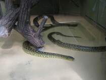 Hier habe ich eine Schlange Gelbe Anaconda Fotografiert. Das Bild habe ich beim Tag der offenen Tr im Saarbrcker Zoo gemacht. Aufgenommen wurde das Bild am 12.09.2010. 