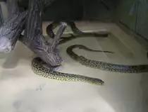 Hier habe ich eine Schlange Gelbe Anaconda Fotografiert. Das Bild habe ich beim Tag der offenen T�r im Saarbr�cker Zoo gemacht. Aufgenommen wurde das Bild am 12.09.2010. 