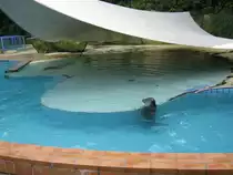 Hier habe ich einen Europ. Seehund Fotografiert. Das Bild habe ich beim Tag der offenen T�r im Saarbr�cker Zoo gemacht. Aufgenommen wurde das Foto am 12.09.2010. 