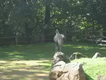Hier habe ich ein Kamel  Fotografiert. Das Bild habe ich beim Tag der offenen T�r im Saarbr�cker Zoo gemacht. Aufgenommen wurde das Foto am 12.09.2010. 