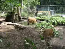 Hier habe ich Guinea Pinselohrschweine beim Futtern Fotografiert. Das Bild habe ich beim Tag der offenen T�r im Saarbr�cker Zoo gemacht. Aufgenommen wurde das Foto am 12.09.2010. 