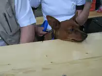 Das Foto zeigt den Hund eines Freundes von mir. Aufgenommen habe ich das Foto am Tag der offenen T�r im Saarbr�cker Zoo.