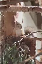 H�rnchen gleich zweimal. Jenissej-Eichh�rnchen (Sciurus vulgaris jenissejensis) am 26.6.2010 im Zoo Leipzig.
