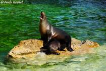 Kalifornischer Seelwe mit Junges.