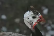 Kopfe eines Helmperlhuhns (Numida meleagris) am 13.9.2010 im Toronto Zoo. 
