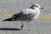Junge Ringschnabelm�we (Larus delawarensis) am 13.9.2010 auf dem Zooparkplatz in Toronto.
