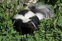 Sich sonnender Streifenskunk (Mephitis mephitis) am 13.9.2010 im Zoo Toronto.