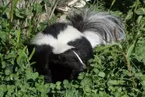 Sich sonnender Streifenskunk (Mephitis mephitis) am 13.9.2010 im Zoo Toronto.